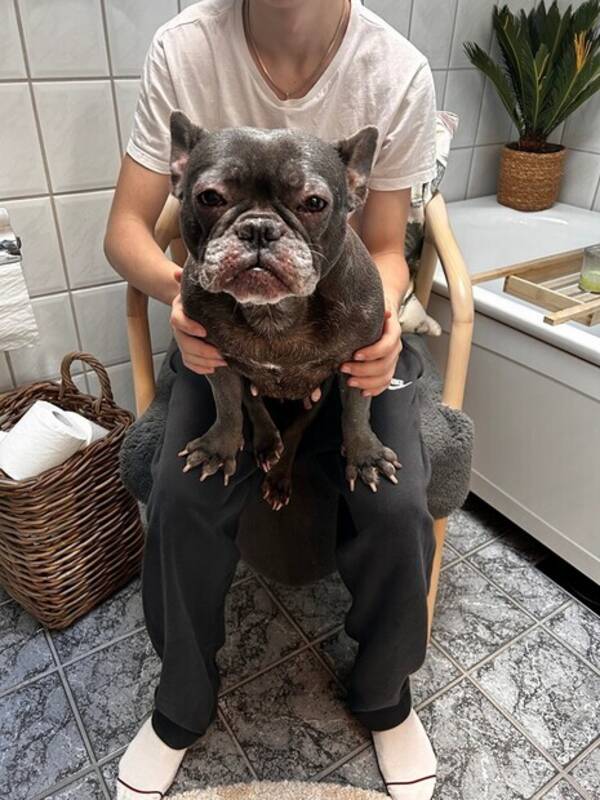 Hund - Grå fransk bulldog 