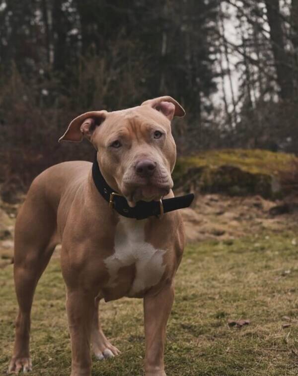 Hund - Amarican bully 