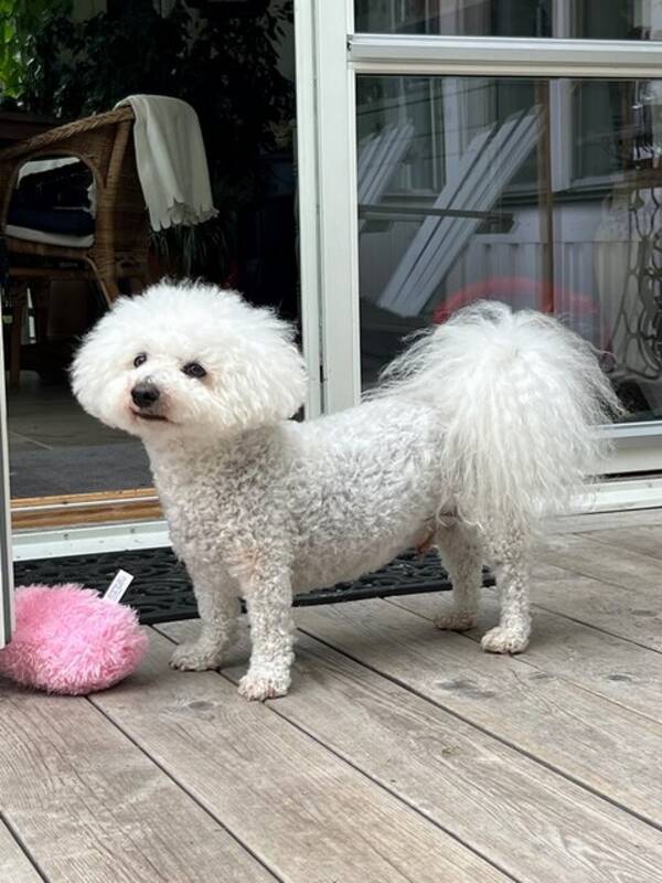 Hund - Bichon frise 