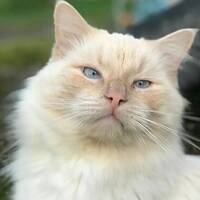 Ragdol/Maincoone med lyse blåe øyne