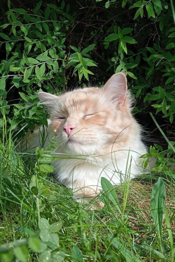 Katt - Ragdol/Maincoone med lyse blåe øyne