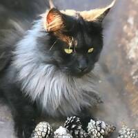 Mainecoon