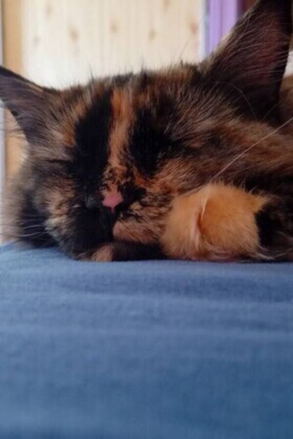 Katt - Maincoon/ragdol