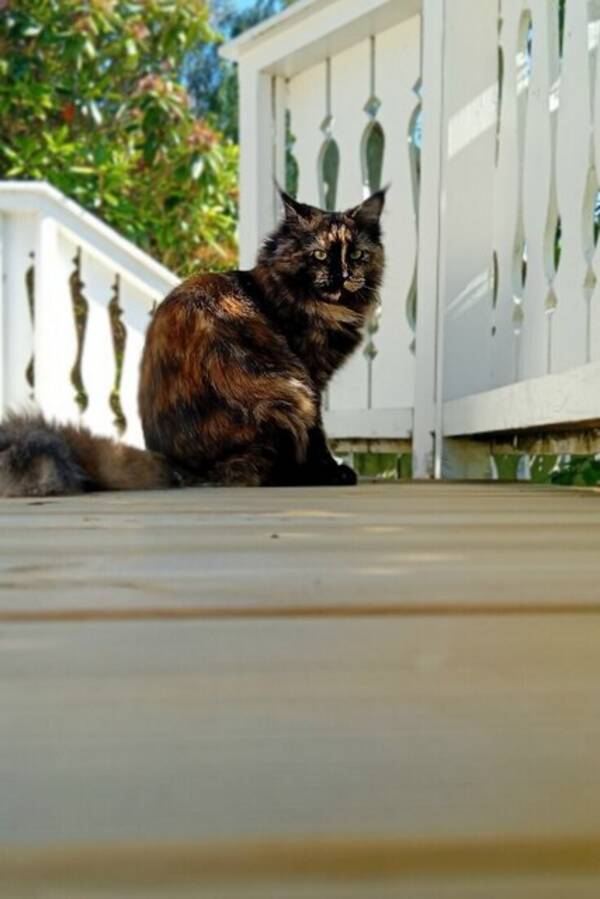 Katt - Maincoon/ragdol