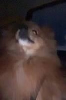 Pomerainon og papilon