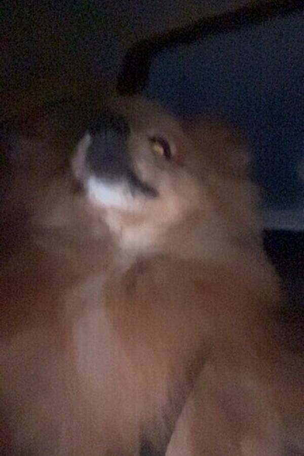 Hund - Pomerainon og papilon