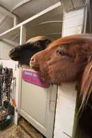 Nordlandshest og lyngshest