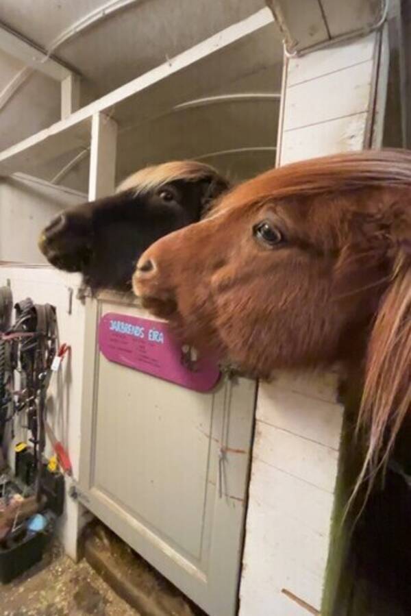 Annet - Nordlandshest og lyngshest