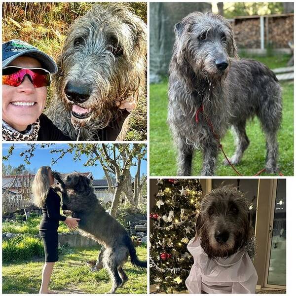 Hund - Irländska varghunden KERBEROZ