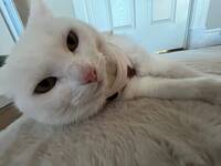 Katten heter Snöboll. 