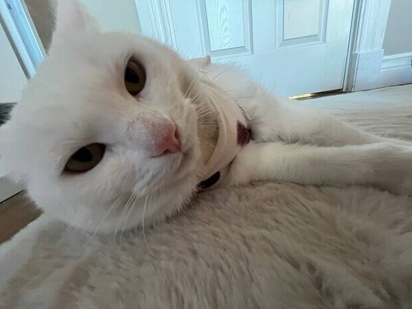 Katt - Katten heter Snöboll. 