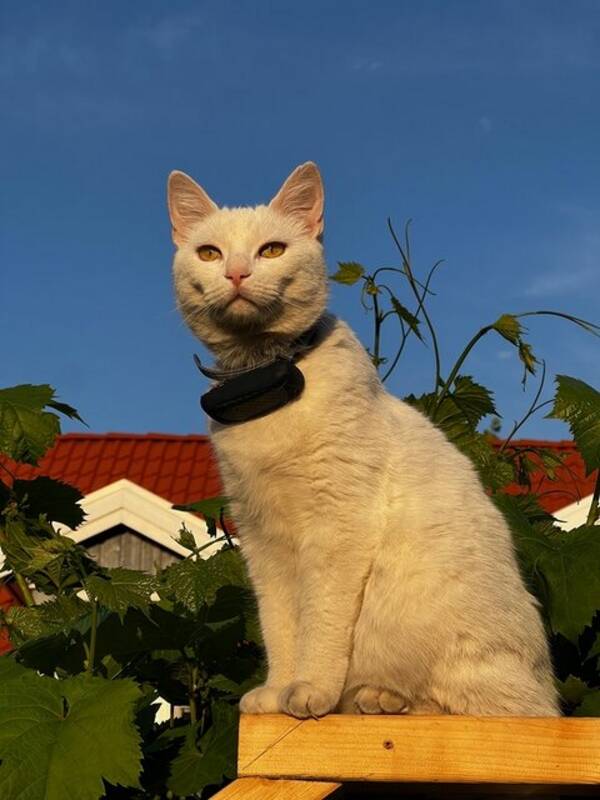 Katt - Katten heter Snöboll. 