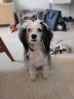 Chinese Crested Powder Puff Cilla