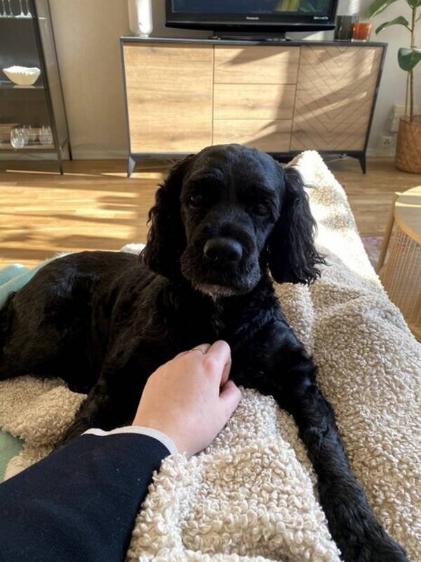 Hund - Cockerpoo Sally