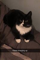 Tuxedo katt