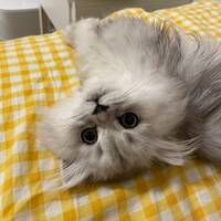 Söt brittisk långhår silver shaded-katt