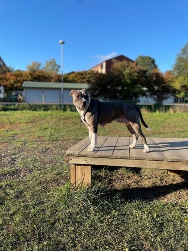 Hund - Amstaffen Athena