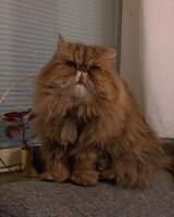 Lugn lång hårig katt 