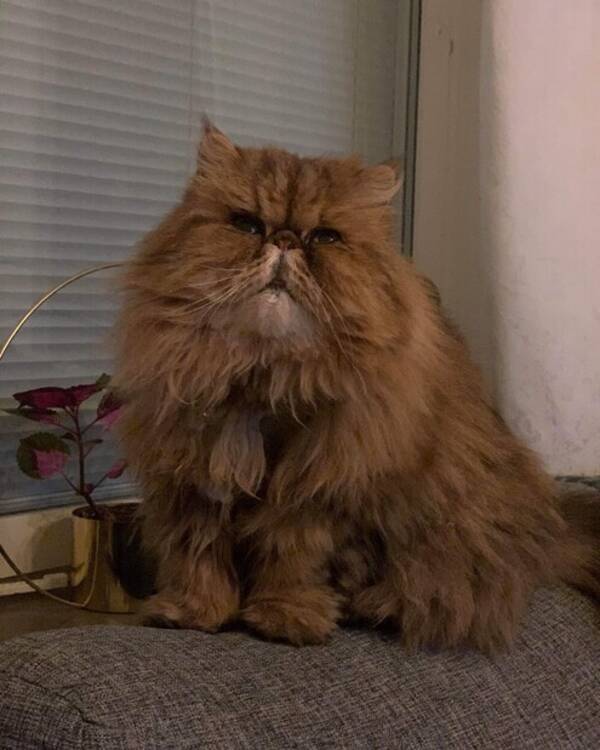 Katt - Lugn lång hårig katt 