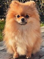 Pomeranian Millie