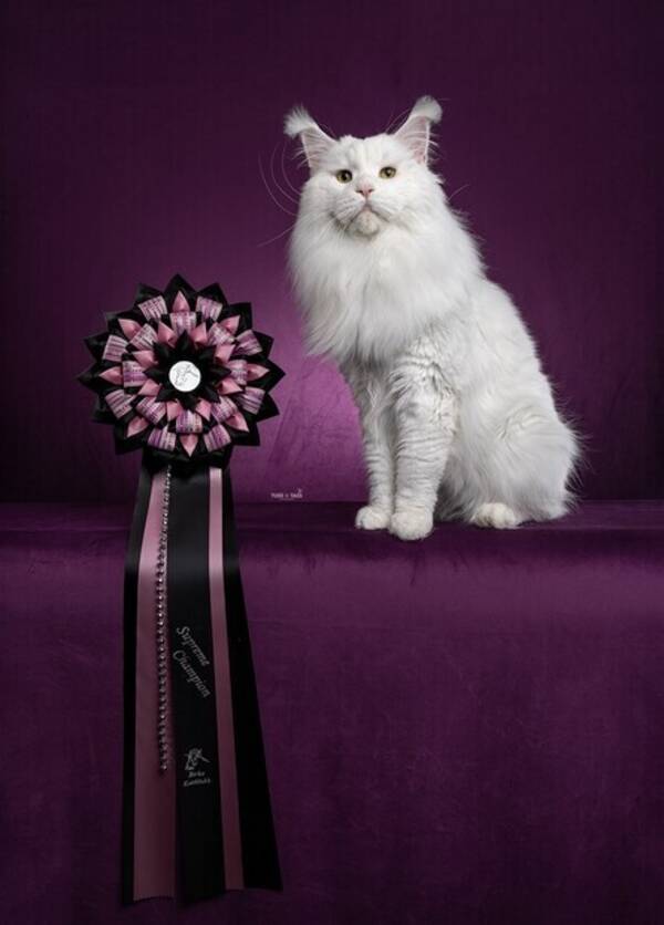 Katt - Maine Coon Yeson