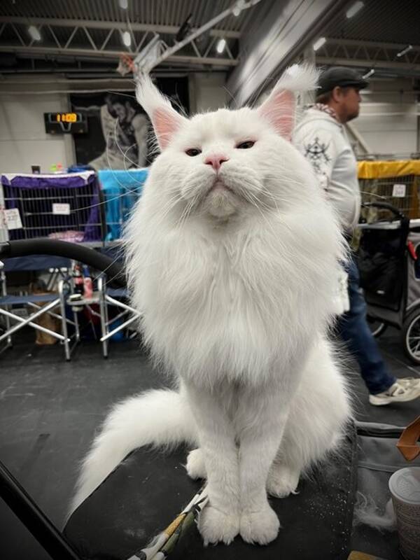 Katt - Maine Coon Yeson