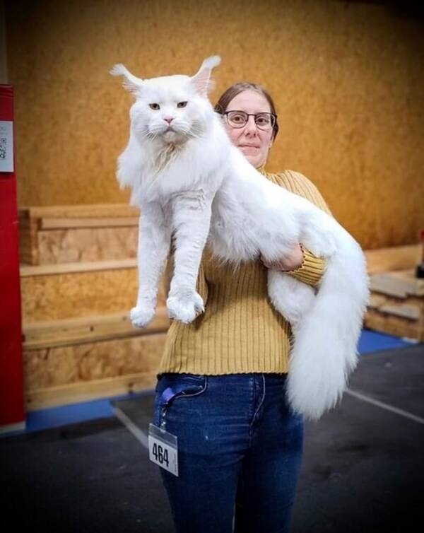 Katt - Maine Coon Yeson