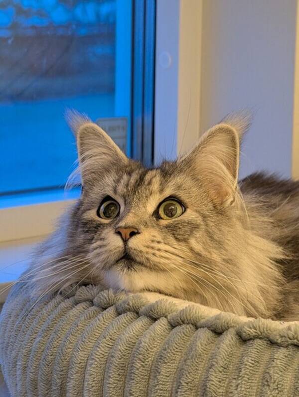 Katt - Maine coon Rut