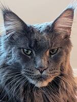 Maine coon hane Mört 