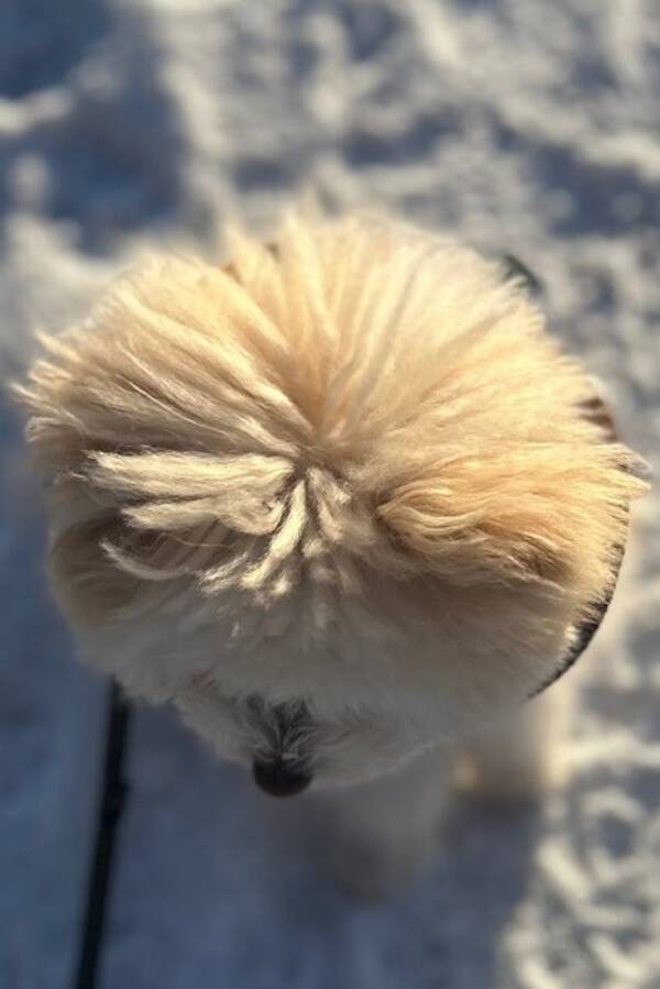 Hund - Freddie the Pomapoo