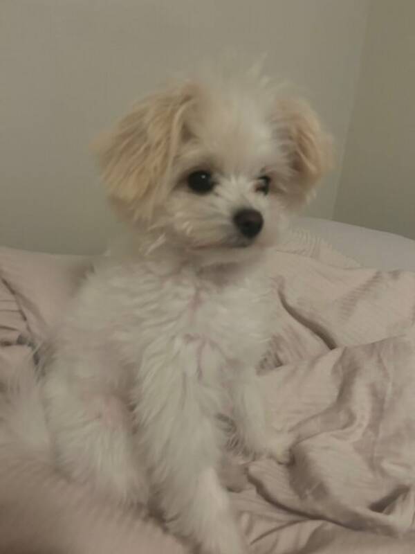 Hund - Freddie the Pomapoo