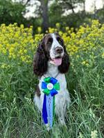 Engelsk springer spaniel, Vittra 