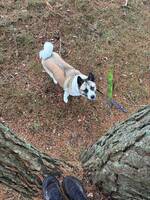 Amerikansk Akita Venus