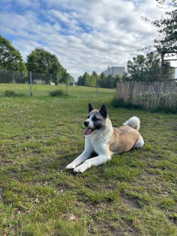 Hund - Amerikansk Akita Venus 