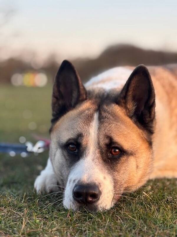 Hund - Amerikansk Akita Venus 
