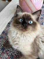 Ragdoll hane brun 