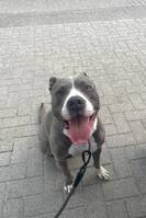 50/50 Amstaff/Pitbull