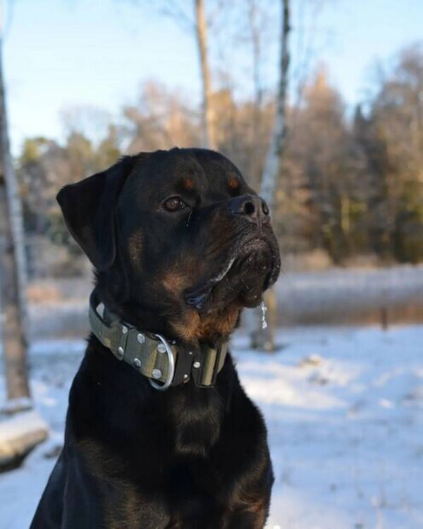 Hund - Rottweiler. Boss