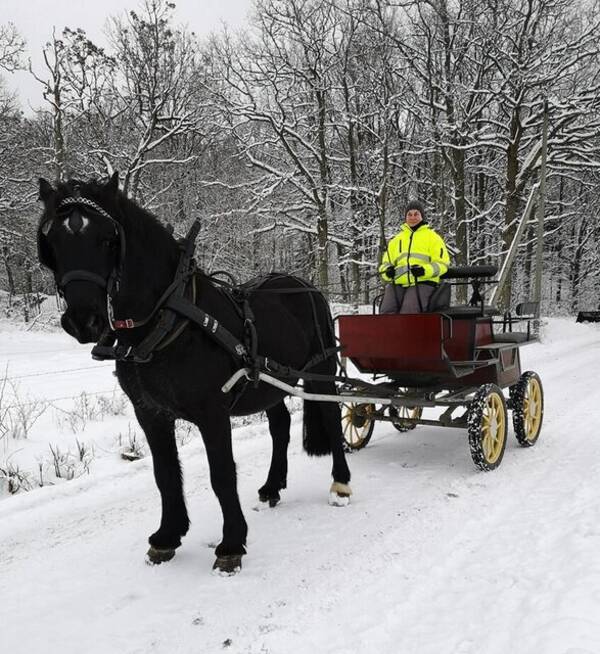 Övrigt - Häst. Cassio 