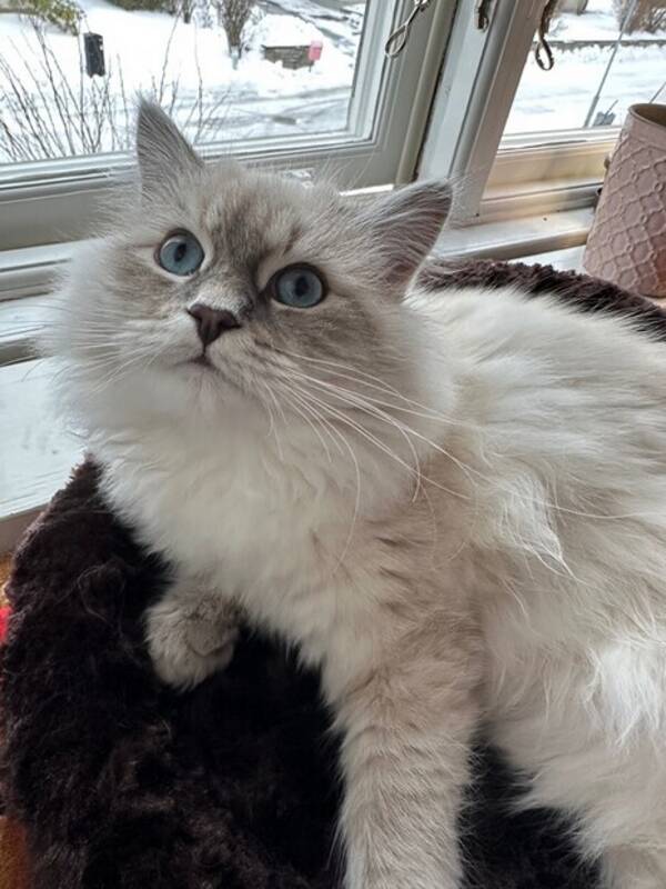 Katt - Neva Masquerade