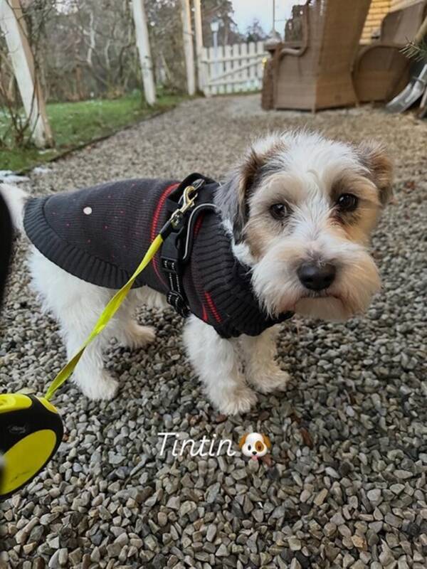 Hund - Jack Russel tik