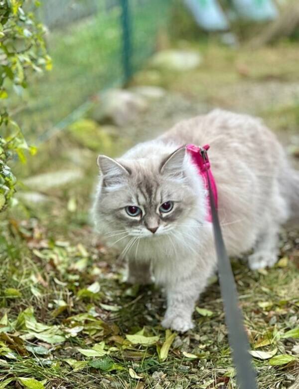 Katt - Neva Masquerade honkatt 