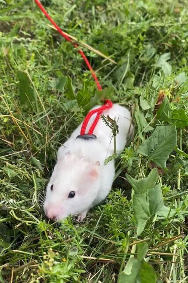 Övrigt - Guldhamstern Winnie