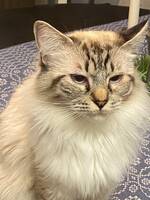 Ragdoll katten Signe