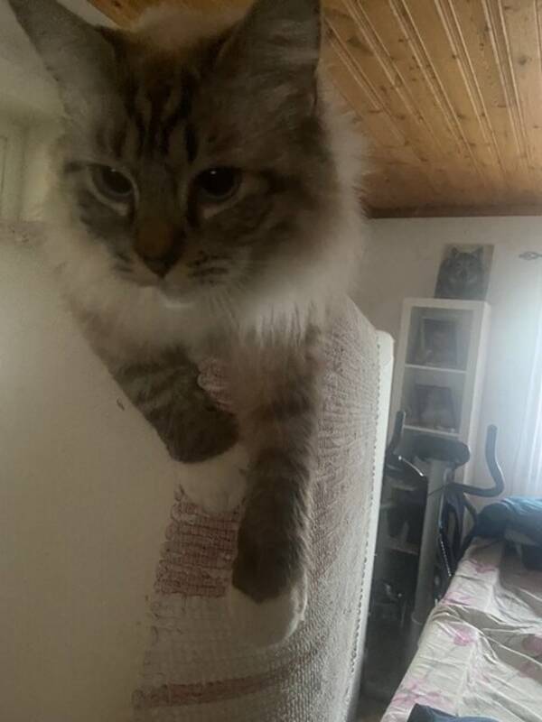 Katt - Ragdoll katten Signe