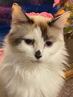 Ragdoll katten Prillan