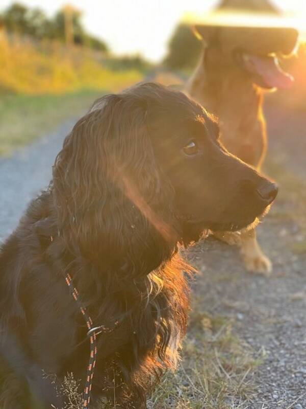Hund - Cocker spaniel Bia 