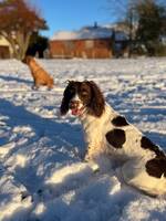 Springer spaniel Stella