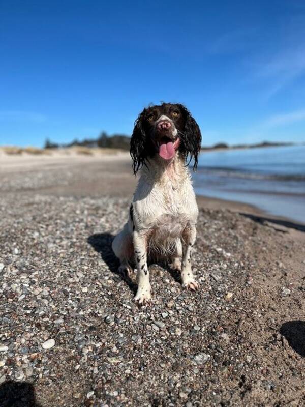 Hund - Springer spaniel Stella 