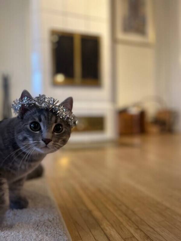 Katt - Katten Gusten